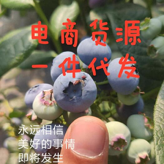  蓝莓诚邀批发商、电商、微商