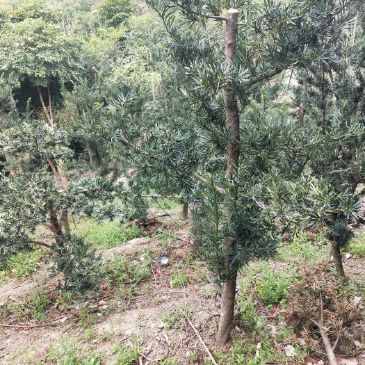 宜良县 精品罗汉松熟苗5-11公分的，要的赶紧联系我，价格优惠
