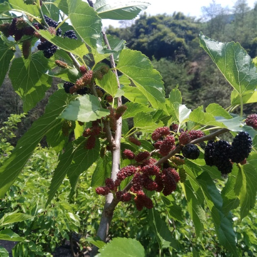 盐边县 攀枝花黑桑葚