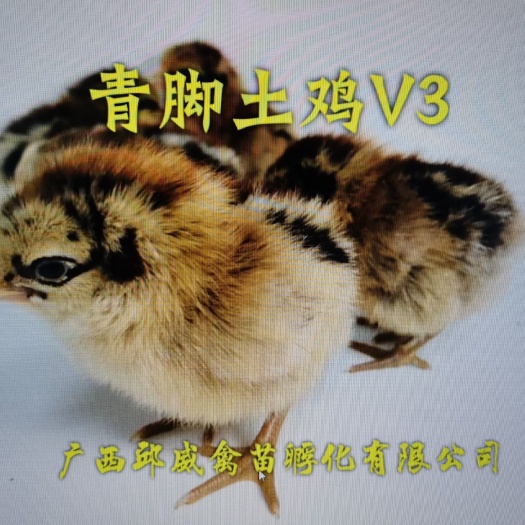 南宁青脚土鸡苗  青脚土鸡V3鸡苗