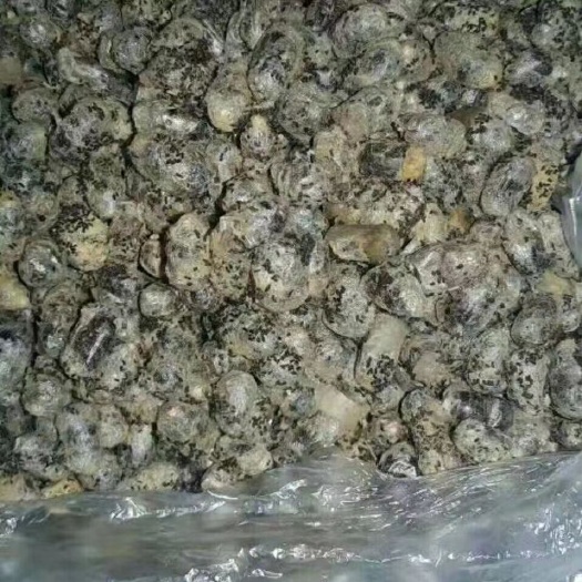 烟台中华蜜蜂        授粉壁蜂