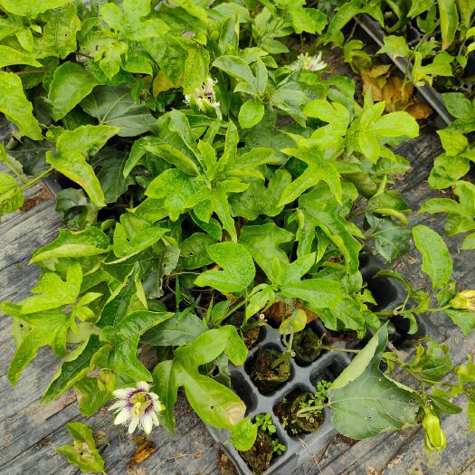 钦州台农一号百香果苗 各种百香果千插嫁接苗大量有货