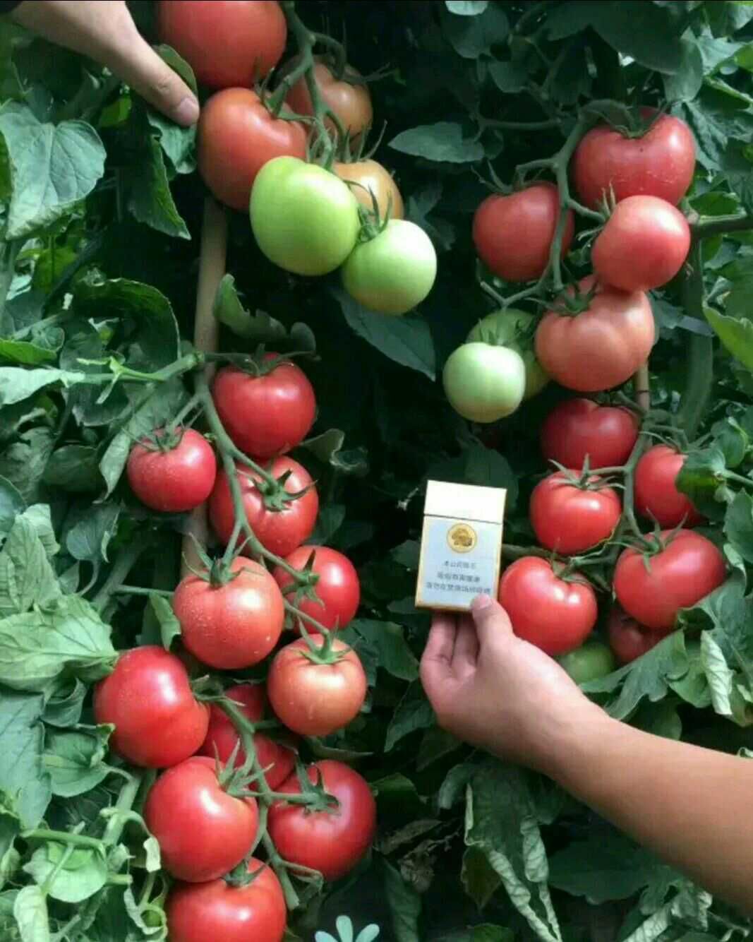宿州硬粉番茄苗  西红柿苗耐运输品种，抗病毒