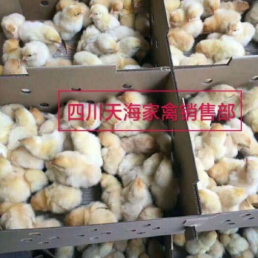 沐川县三黄鸡苗 三黄土鸡