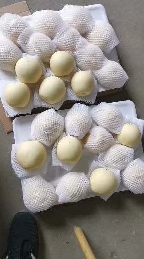 赵县 皇冠梨