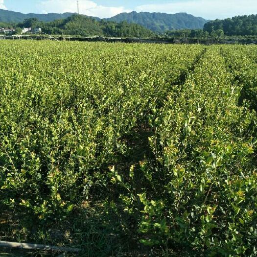 安福县油茶树苗  长年销售优质高产嫁接油茶苗