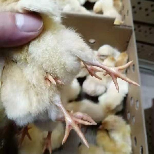 广州三黄鸡苗 农科院土三母