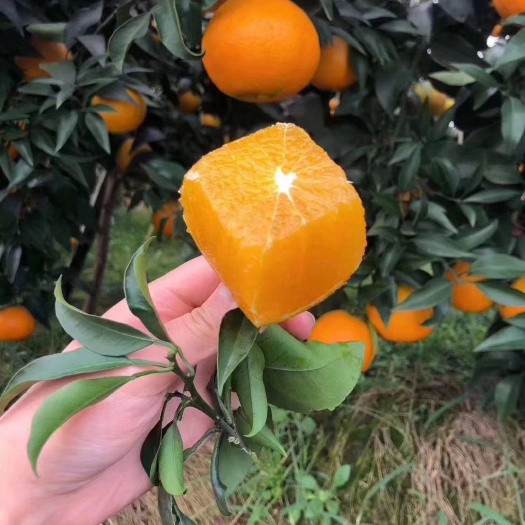 丹棱县眉山脐橙 自产直销鲜脐橙