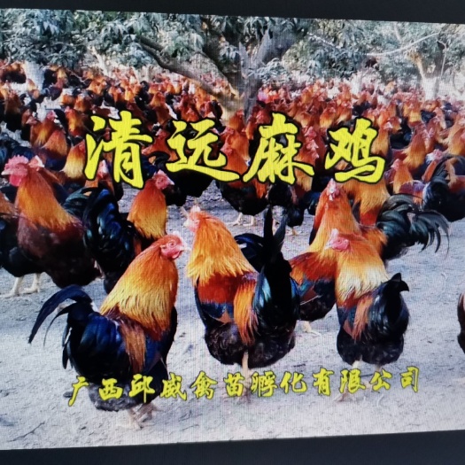 南宁清远麻鸡苗