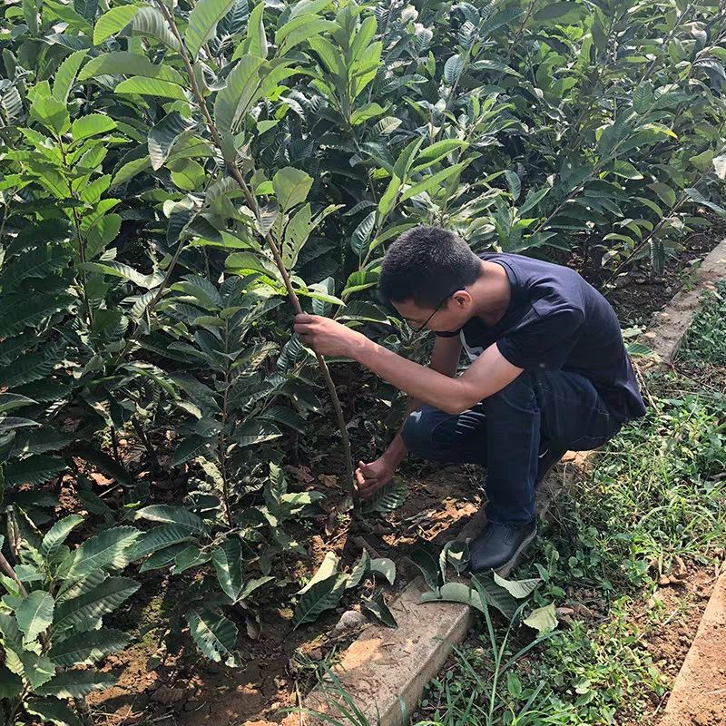 迁西板栗苗 迁西板栗嫁接苗 南北方种植家庭种植 地里现挖现卖 量大优惠