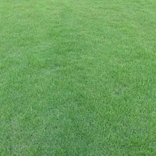 灵山县 马尼拉草皮