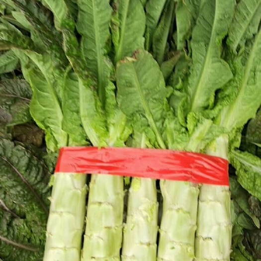 郯城县红叶莴笋  大量红尖叶莴笋上市，青皮青肉。质量好，基地直供，