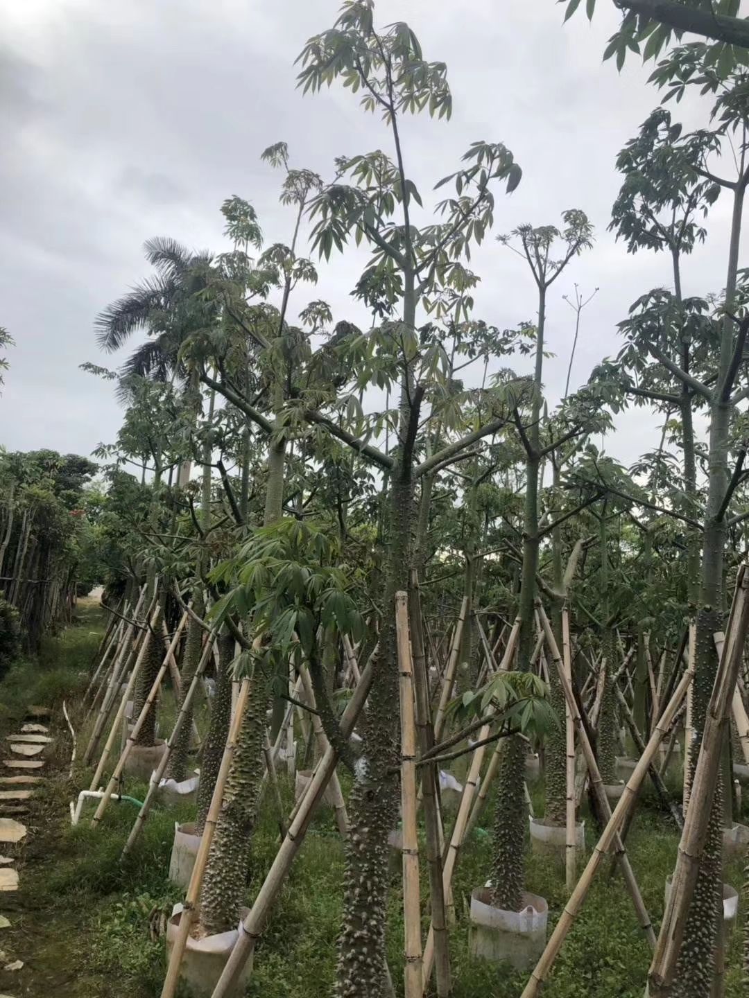 美丽木棉 美人树