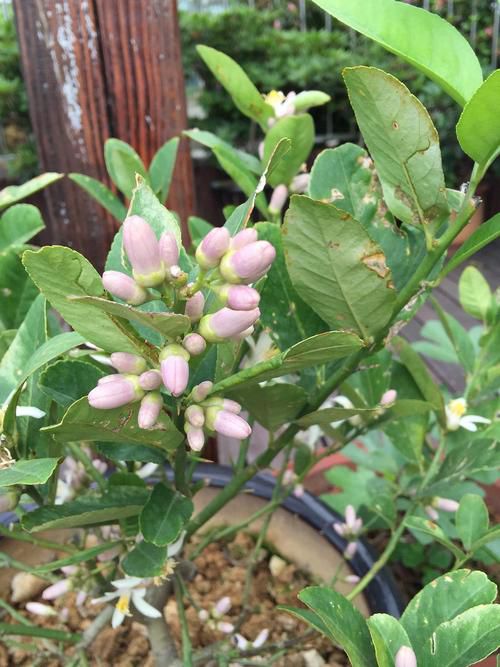 四季香水柠檬苗，嫁接苗，30cm~50cm