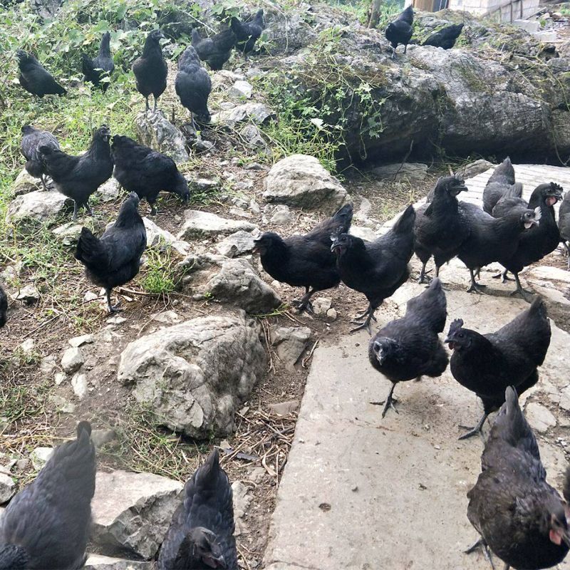 优质五黑鸡苗满六送一（包邮包活包到家）零售