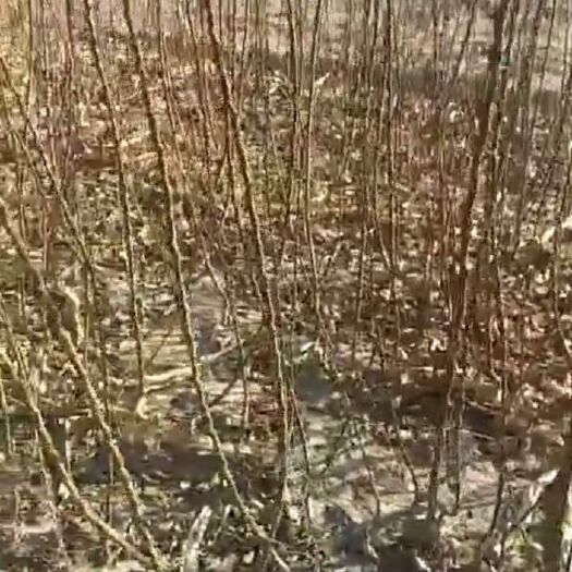 阳高县大接杏树苗