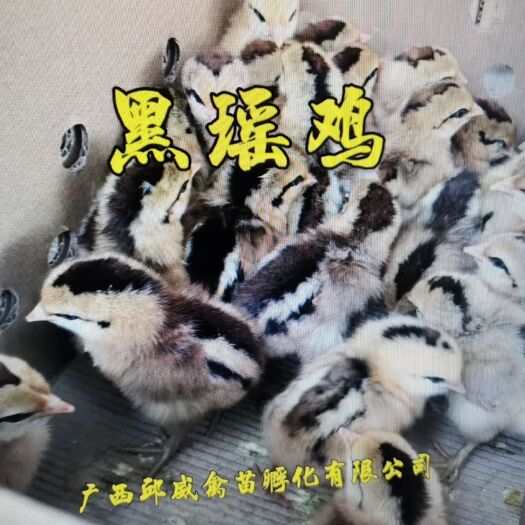 南宁黑瑶鸡苗