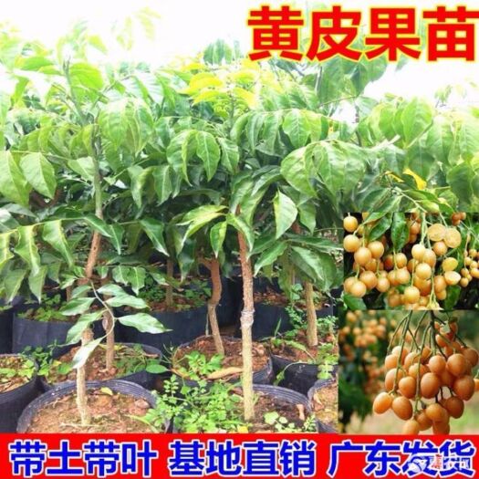 普宁市鸡心黄皮苗