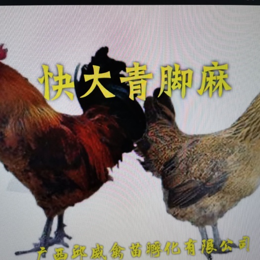 南宁快大青脚麻鸡苗