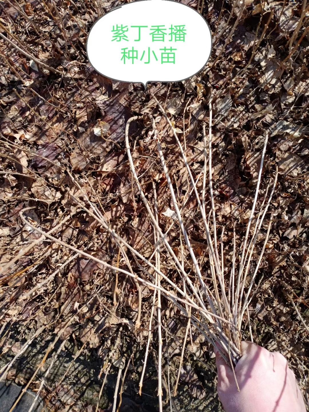  丁香，做干花小叶丁香，紫丁香
