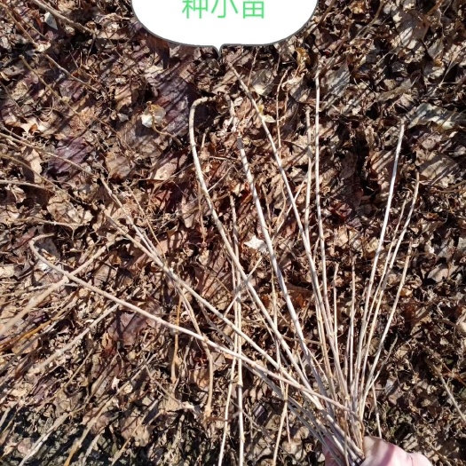 铁岭药用 丁香，做干花小叶丁香，紫丁香
