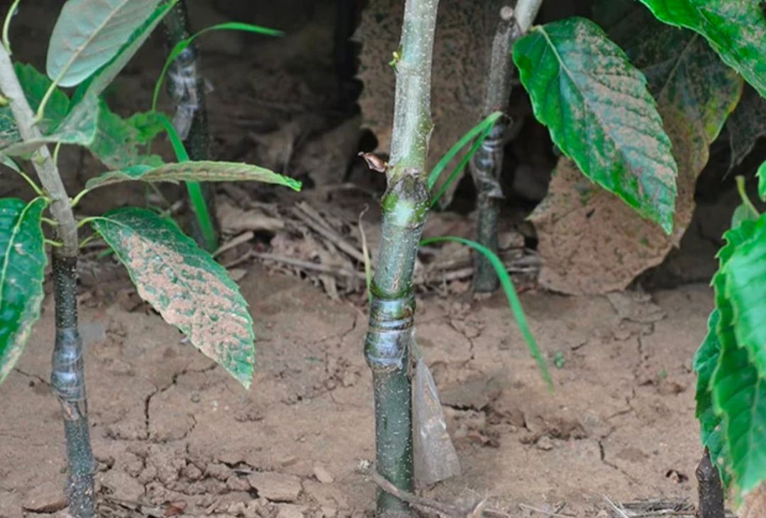  嫁接锥栗苗 当年结果苗 包结果包成活 地里现挖现卖 量大优