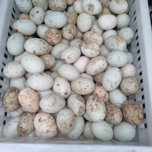 娄底土鸭蛋 食用 散装