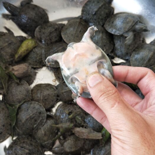  出一批甲鱼苗  价优