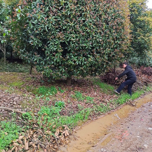 咸宁 供应桂花树香樟树各种规格的绿化苗木