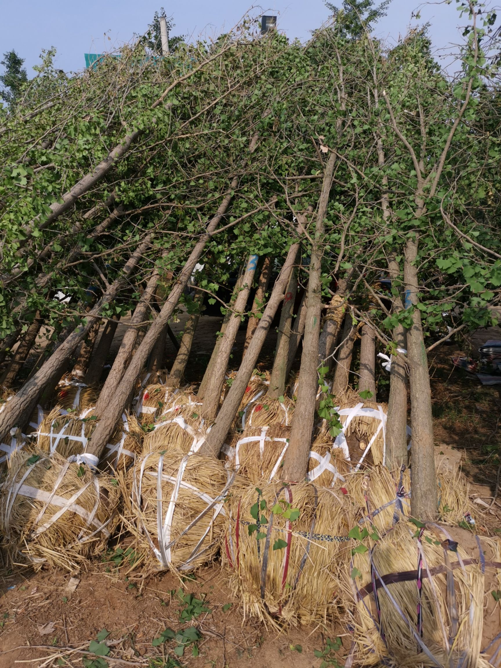 银杏树  基地供货，质优价廉，货源充足