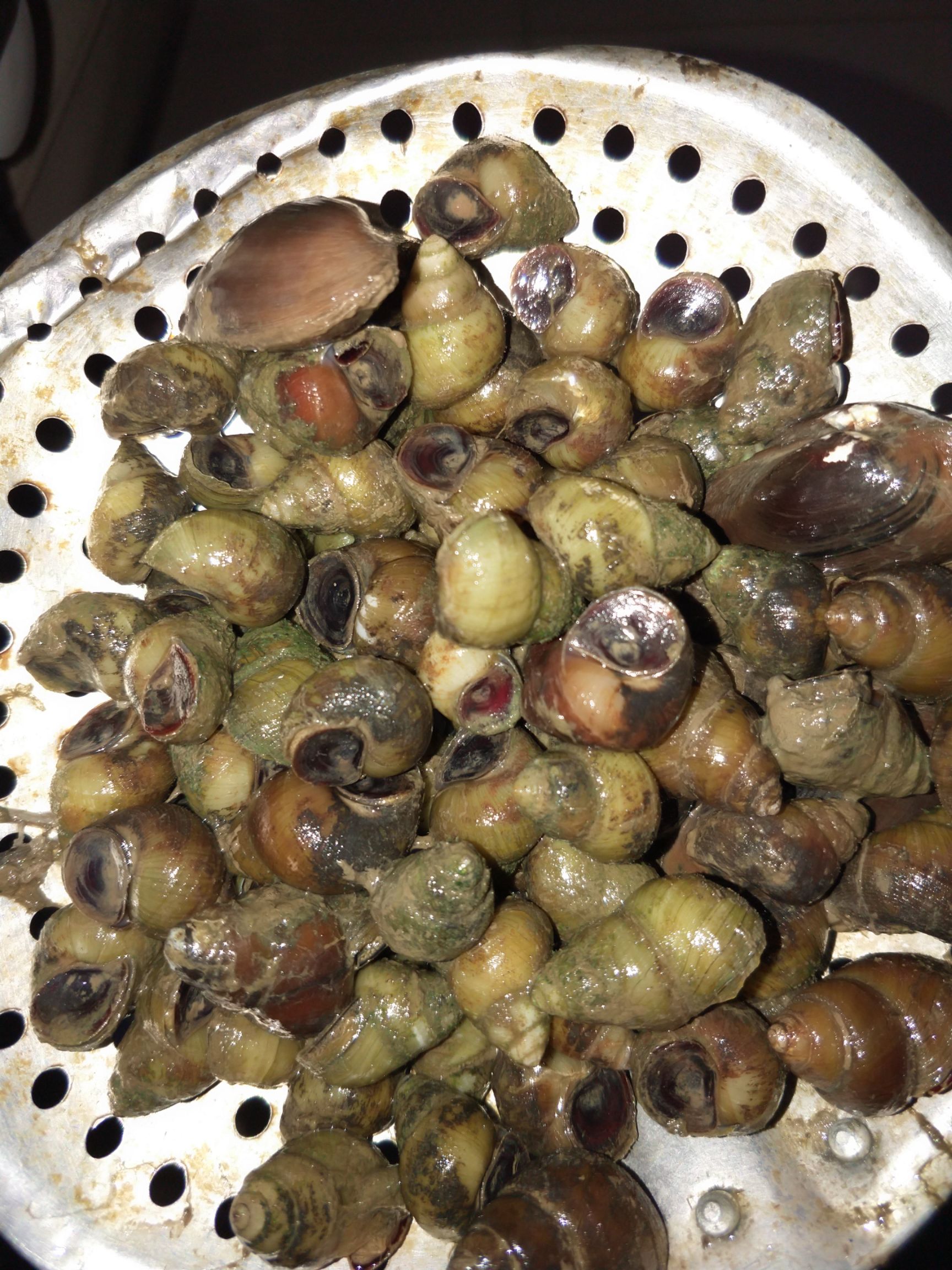 田螺 天然石螺,食用螺丝,人工 新鲜出货