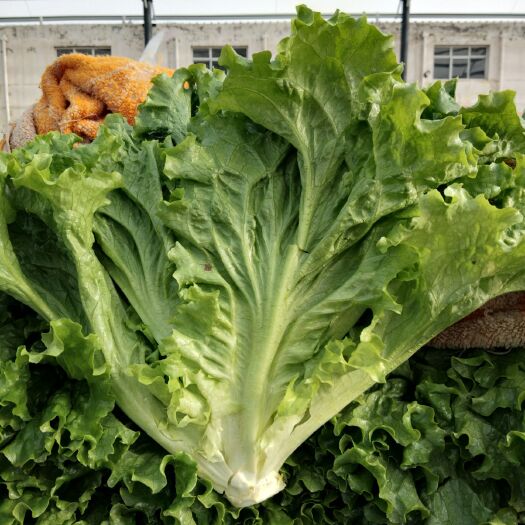 邯郸花叶生菜  本地长年供应各种蔬菜