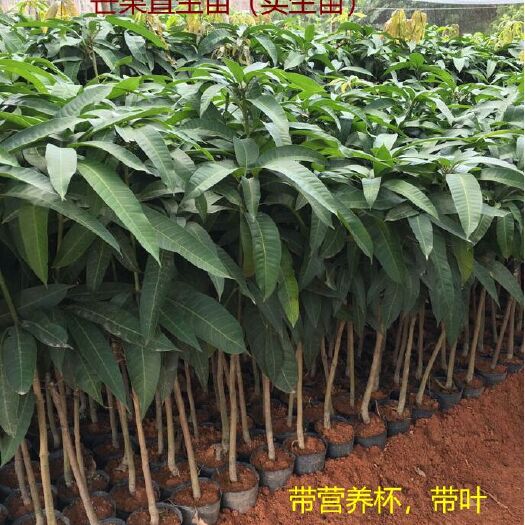 普宁市 芒果苗 芒果直生苗(实生苗)小营养杯 优质芒果苗 实生芒果