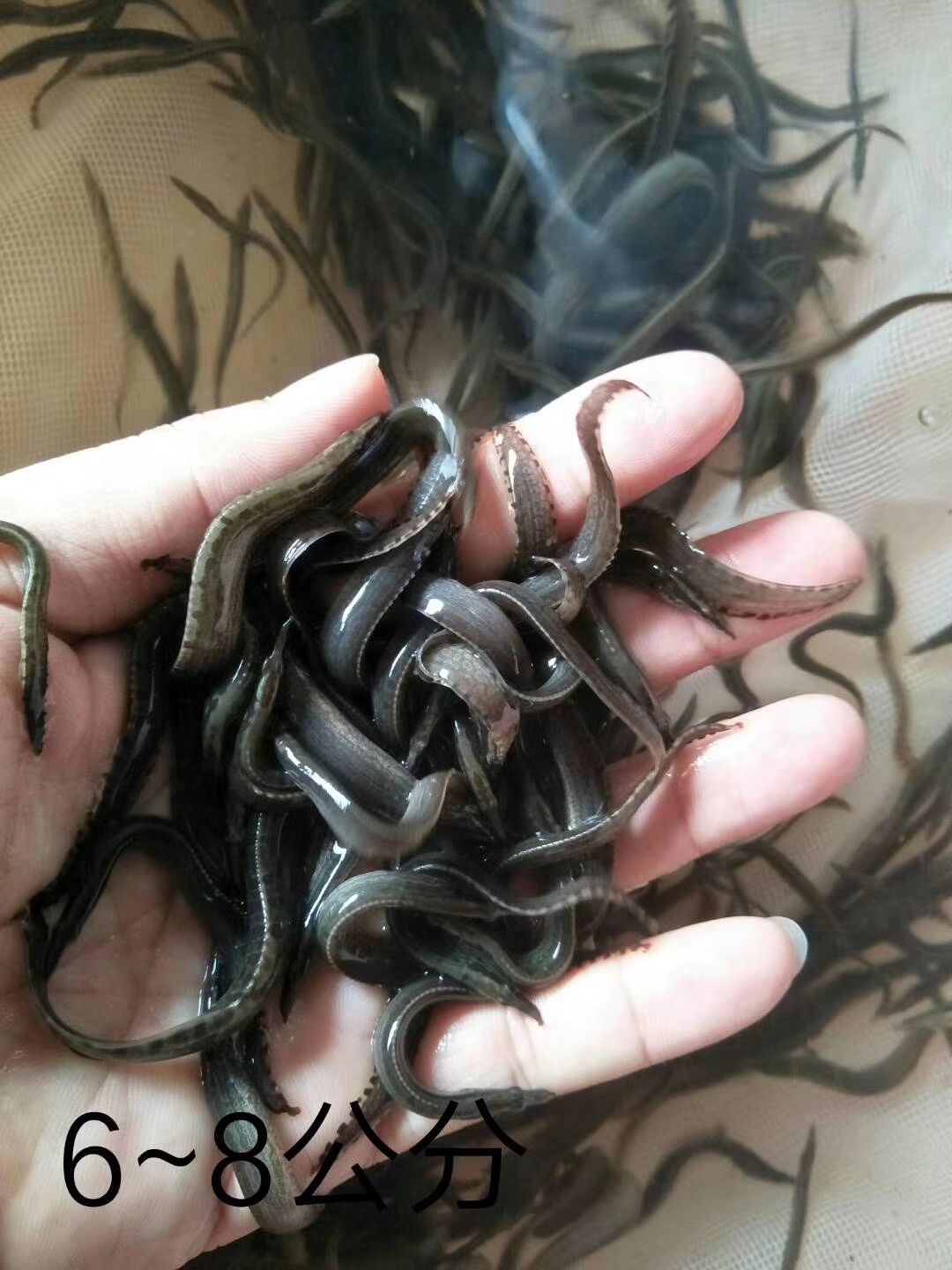  泥鳅苗批发 杂交泥鳅苗 高密度 养殖技术指导