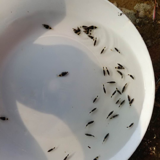 福清市 鱼场直销批发 淡水桂花鱼苗，各种规格齐全，货源充足。
