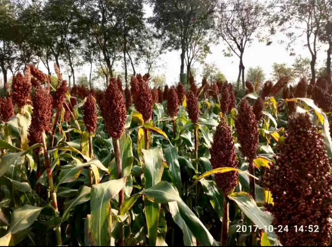 高粱种子  璐通红高粱 杂交高粱 150克 产量高 半粘半糯高粱 粮食种