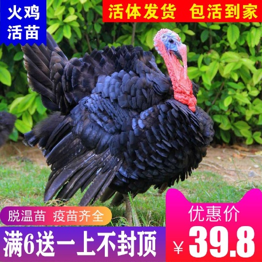 南宁 脱温火鸡苗，6只起发，满6送1，包邮包活