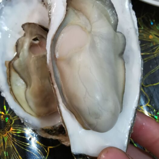 淄博乳山牡蛎 纯正乳山海蛎子，2-4通货 个中规格都有