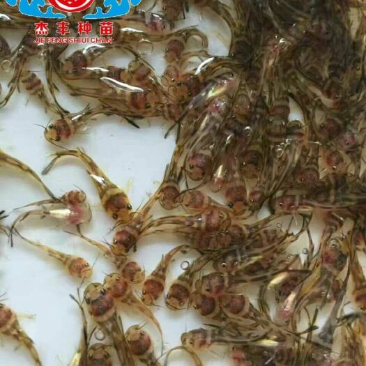 广州黄颡鱼苗 黄骨鱼  黄蜂鱼