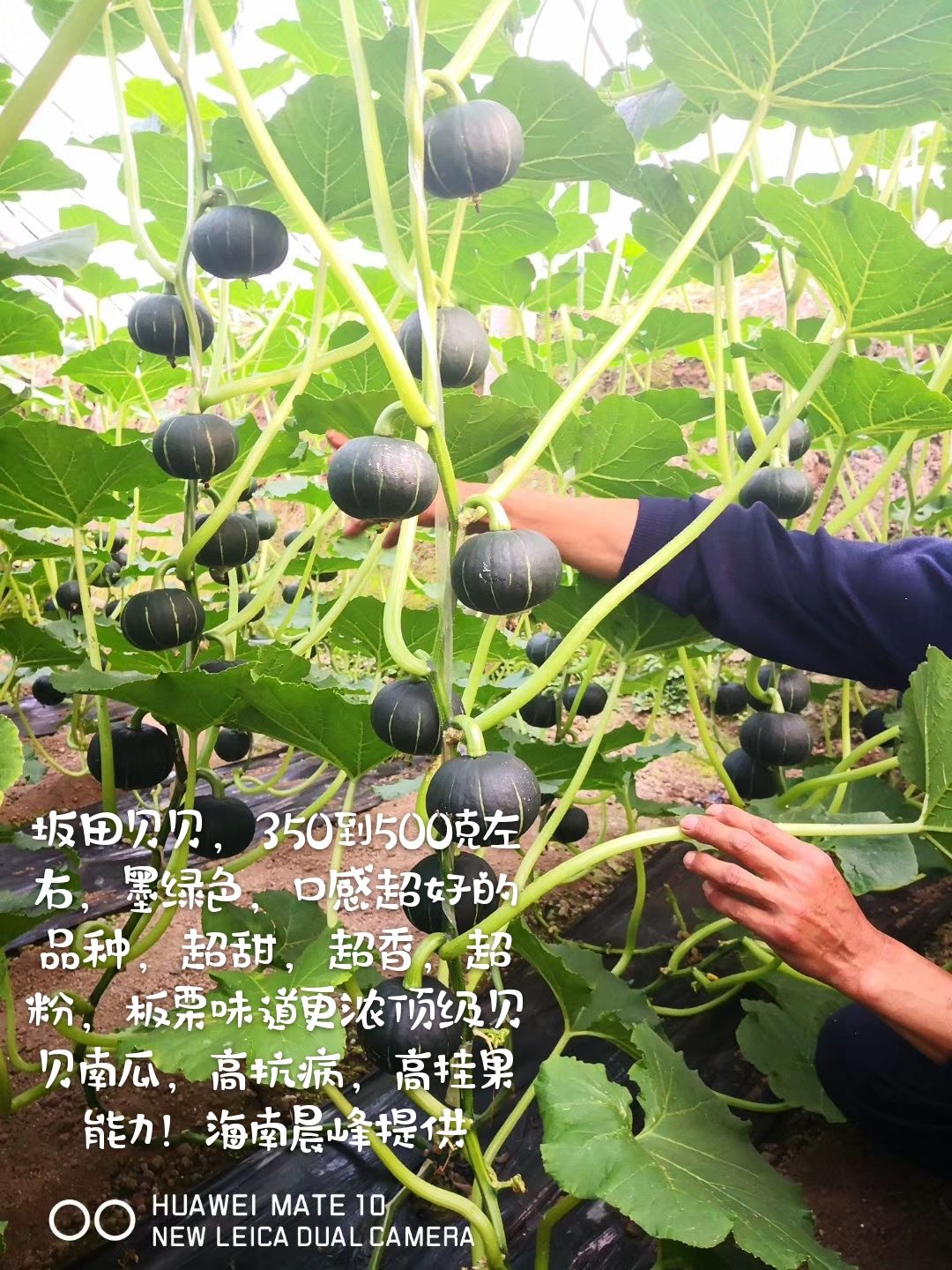 纯贝贝南瓜种子  日本坂田贝贝二号南瓜种子，粉糯香甜