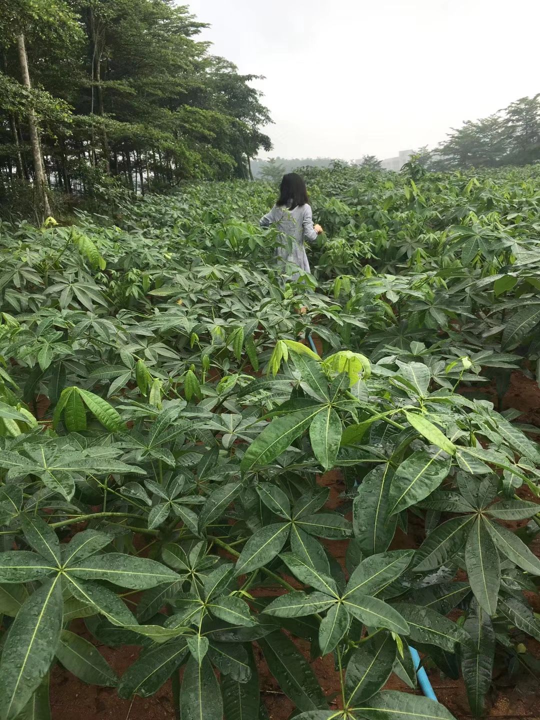 发财靓树 响应国家号召！补充粮仓！急需清理基地种番薯、花生等农作物