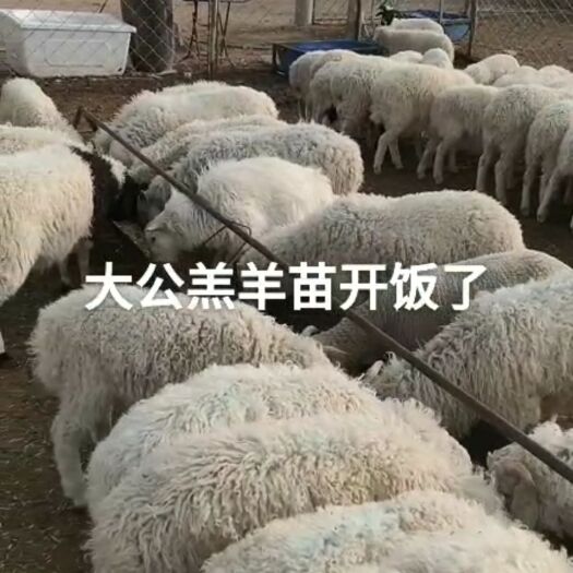 乌兰察布 大批量育肥羊羔子～乌兰察布市（纯种小尾寒羊、细毛纯种）羊苗子
