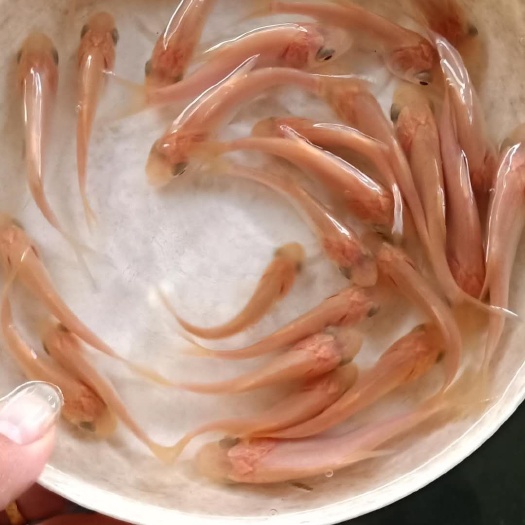 广州金大头鱼苗