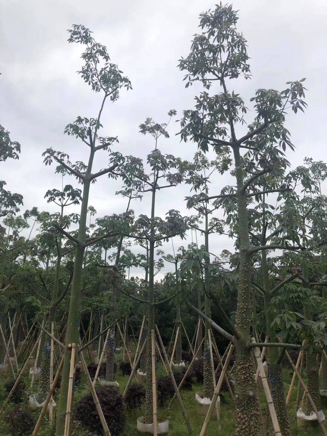 美丽木棉 美人树