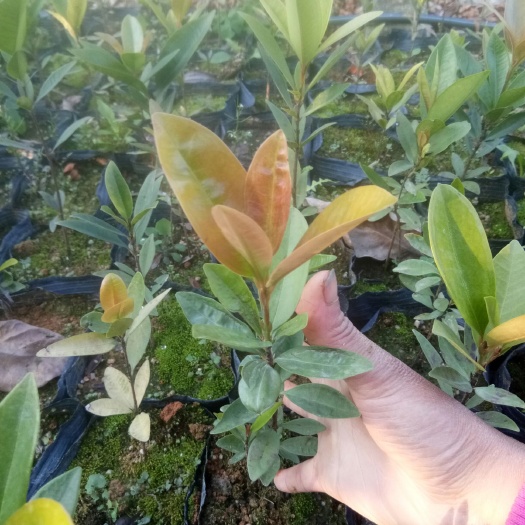 普宁市甜樱桃苗 巴西甜樱桃