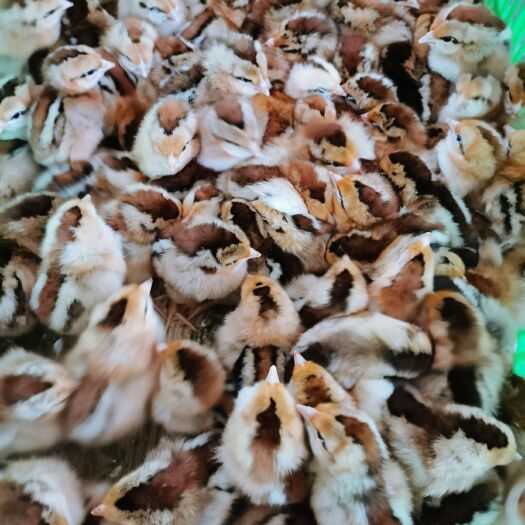 快大麻鸡 新麻六公