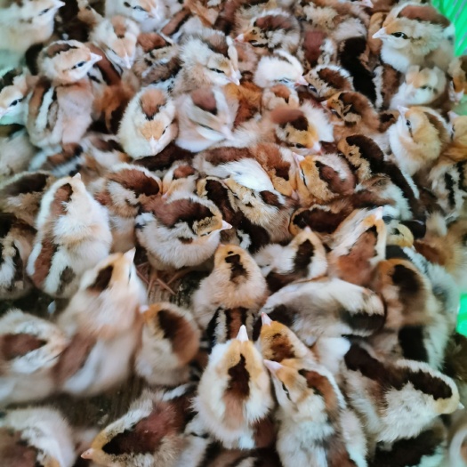 广州快大麻鸡 新麻六公