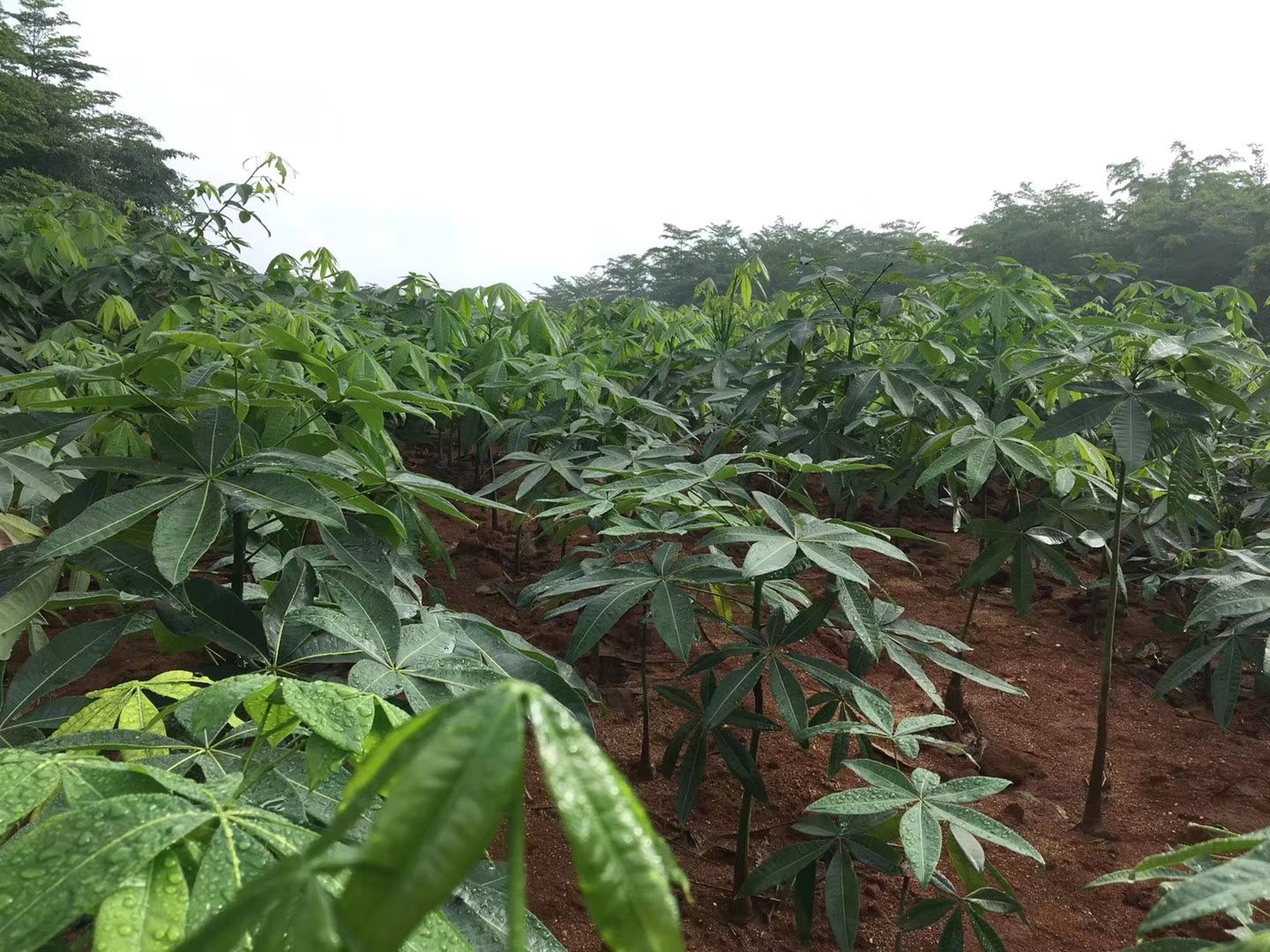 发财靓树 响应国家号召！补充粮仓！急需清理基地种番薯、花生等农作物