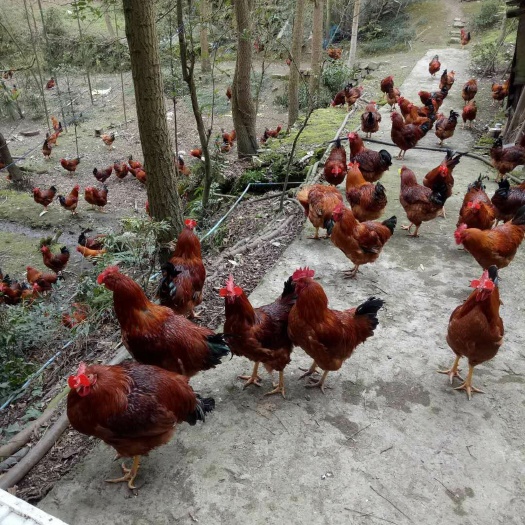 都江堰市肉鸡  土鸡/跑山鸡