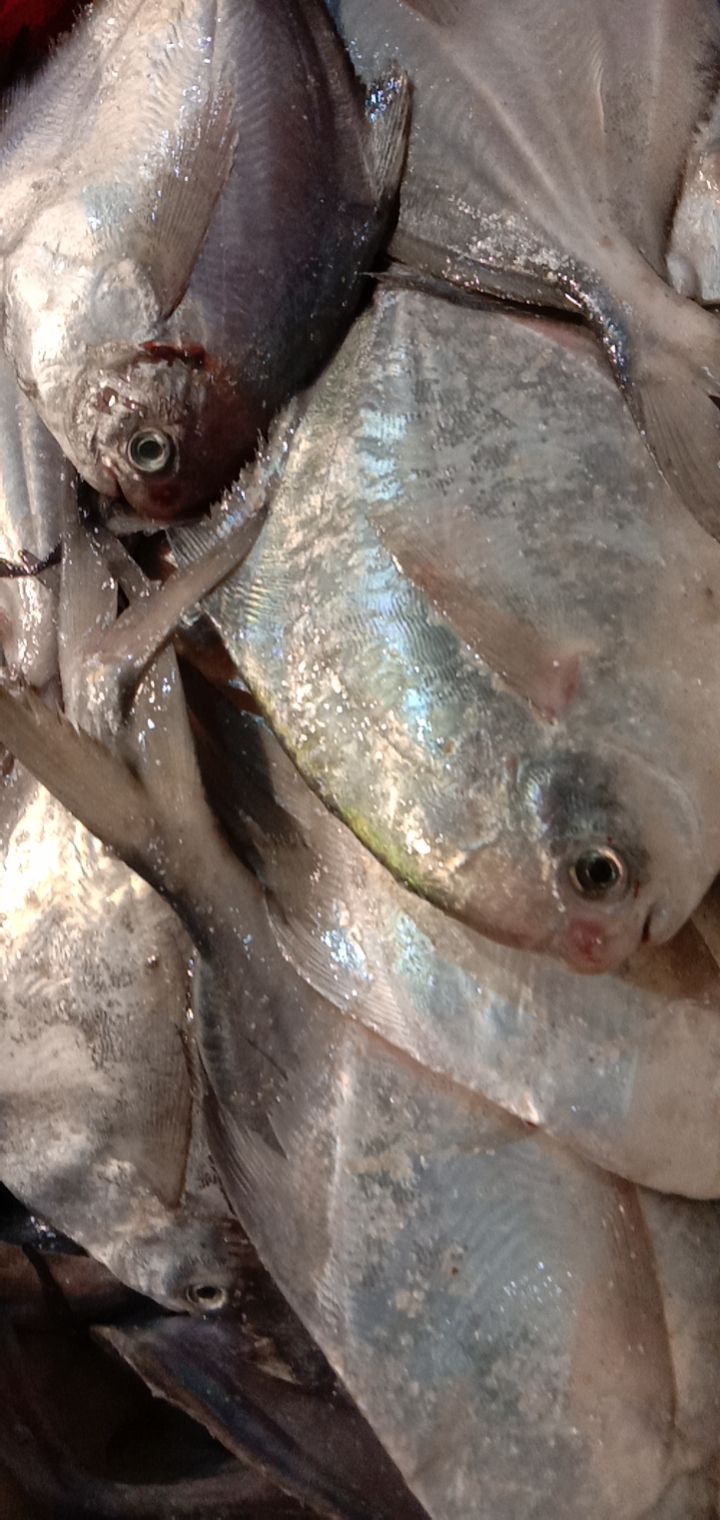 偏口鱼  新鲜多宝鱼   保证红鳃